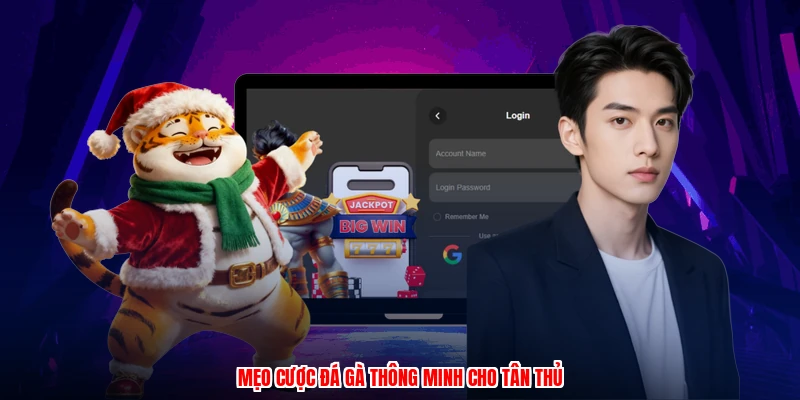 Mẹo cược đá gà thông minh cho tân thủ